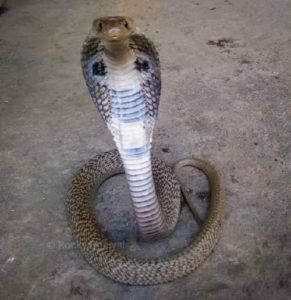 cobra snake entered a house in anantpura kota